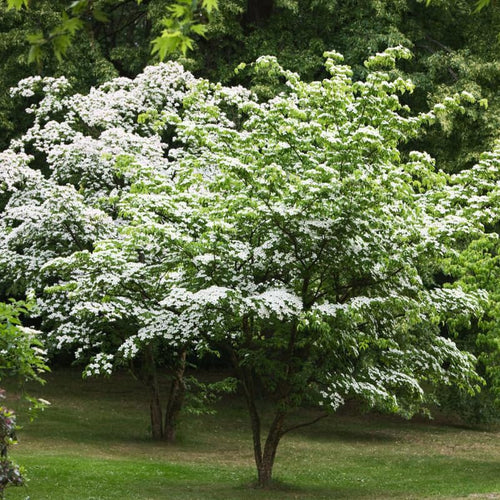 12-18" Kousa Dogwood Trees Live Plants in Quart Pot for Planting Outdoors, White Flowering Dogwood Tree Shrub Bush Plant for Growing Outside