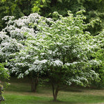 6"-1' Kousa Dogwood Trees Live Plant, 1 Year Old White Kousa Flowering Dogwood Trees Shrubs for Planting Outdoors
