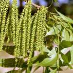 4 Pecan Trees Live Dormant, Cold Hardy Nut Trees for Gardens and Landscapes, 1-2 Feet Height Bareroots