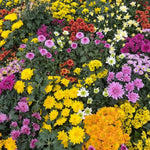 Pack 3 Mix Mum Plants Live, 3 to 6 Inch Tall Assorted Chrysanthemum Plant, Perennial Colorful Flowers, Live Mums Plants for Outside, No Pot