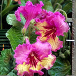 Yellow Pink Streptocarpus Lady Slipper Plants in 3.25 Inch Pot, Live Flowering Houseplant for Patio, Containers and Indoor Gardening