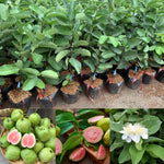 Pink Guava Tree Live Plant, Sweet Tropical Guava Fruit Tree for Outdoor Planting, No Pot, Well-Rooted