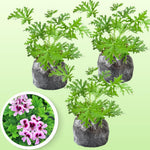 Pack 3 Live Citronella Plants Live, Fragrant Citronella Geranium Plants Well Rooted, 5-8 Inch Tall for Outdoor Containers and Gardens