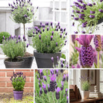 French Lavender Plant Live, Live Lavender Plants for Outside, Purple Blooms, Cold Hardy Herb for Indoor Outdoor Planting, 4 to 7 Inches Tall