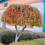 Weeping Yaupon Holly Plant Live for Planting 4 to 6 Inch Tall, Weeping Holly Tree Live Plant, Weeping Shrubs and Bushes