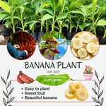 Banana Plant Live, Red Banana Tree Live Plant, Hardy Banana Fruit Seedling 4 to 8 Inch Tall, Indoor Outdoor