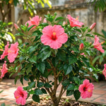 Set of 7 Pink Hibiscus Cuttings, Hibiscus Flowers Plants, Tropical Flower Plant for Outdoor Gardening
