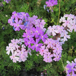 Set 2 Verbena Live Plants, Perennial Verbena Flowers, Long-Lasting, Hardy Flowering Plant for Planting (Light Purple)