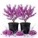 2 Pot Eastern Redbud Trees, Well-Rooted Flower Tree, 6-12 Inch Tall