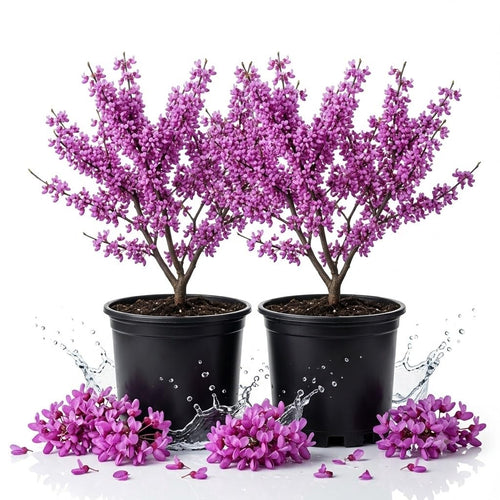 2 Pot Eastern Redbud Trees, Well-Rooted Flower Tree, 6-12 Inch Tall