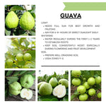 White Guava Tree Live Plant, 6-8 Inches Tall in 4 Inch Pot, Tropical Fruit Tree Well-Rooted Guava Plant