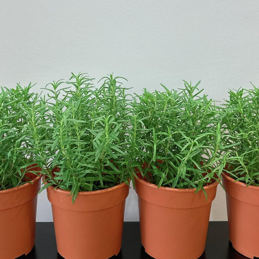 2 Trailling Rosemary Plants Live Size 5-9" Fast Growing, Fragrant Rosemary Live Plant Herb Plant for Indoor, Outdoor Garden