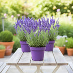 2 Purple Fragrant Lavender Plants 4-7 Inches, Fully Rooted, Random Lavender Herb Plants, Container and Garden Growing