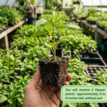 Set 2 Pepper Plants Live for Planting, Pepper Plant, 4-6 Inc Tall, Live Vegetable Plants for Indoor Outdoor Growing (Hot Green Peppers)