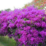 Set 2 Purple Bougainvillea Plants Live, Flowering Bougainvillea Vine 4-8 Inches Tall, Climbing Plant for Outdoor Garden and Trellis