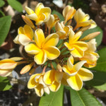 Plumeria Plant Live, 2-3 Feet Tall in 1 Gallon Pot, Frangipani Flowering Tropical Plant (Yellow Plumeria)