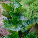 Tea Cup Colocasia Elephant Ear Plants Live 4–7 Inches Tall, Taro Alocasia Tropical Foliage Plants for Outdoor Garden Home Decor