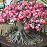 Adenium Desert Rose Plant Live, Desert Rose Live Plant, Succulent Plants from 4 to 7 Inch Long, Gardening Indoor Outdoor (Pink)