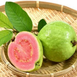 2 Pink Guava Trees Live Plants from 5 to 7'' Tall, Guava Plant Live for Planting Outdoor Indoor, Zone 9 to 11