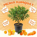 Meiwa Kumquat Tree Live Plant for Planting, Sweet Kumquat Fruit Tree 1 Gallon Pot, Citrus Fruit Plant, Suitable Patio and Garden