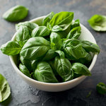 Basil Plant Live, Fragrant, Flavorful Herb for Indoor Outdoor Gardens, Well Rooted Plant 4-7 Inches (Large Leaf Basil)