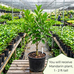 Mandarin Orange Tree, Sweet Mandarin Plants Live, 1.5 Years Old Plant, Well Rooted in 1 Gallon Pot, 1-2 Feet Tall, Citrus Fruit Tree for Patio and Outdoor Garden