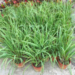Large 20 Lemon Grass Stalks Plants for Outside Live, Bare Root Lemongrass Plant Live Fresh Well-Rooted, Lemongrass Herb Plants