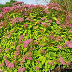 Golden Spirea Shrub Live Tree Plant in Quart Pot, 1 Year Old Well-Rooted, Dormant in Winter, 6-14 Inches in Tall, Winter Meadowsweets Bush for Planting