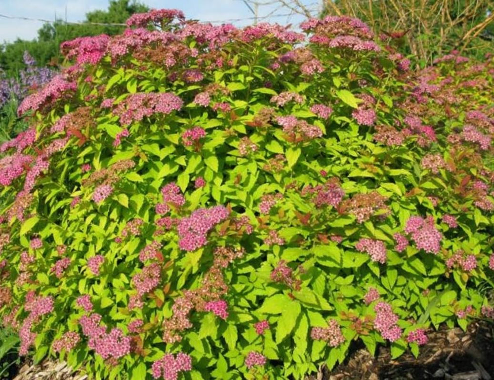 Golden Spirea Shrub Live Tree Plant in Quart Pot, 1 Year Old Well-Rooted, Dormant in Winter, 6-14 Inches in Tall, Winter Meadowsweets Bush for Planting