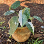 Philodendron Plant Prince of White Live Plant - 4-9" Tall - Houseplant Ornaments Perennials Garden Growing Planting Can Grow Well Pots Gift