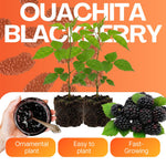 Pack 2 Thornless BlackBerry Plants Live to Grow 4 to 8 Inch Tall, BlackBerry Bush Live Plant, Sweet Blackberries Fruit Tree Indoor Outdoor (Ouachita BlackBerry)