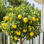 Meyer Lemon Bush Live Plant, Air Layered Lemon Tree, Fragrant Yellow Citrus Tree in 1 Gallon Pot, Suitable for Patio, Container, Indoor or Outdoor Growing
