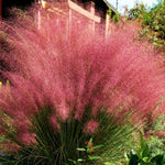 2 Muhly Grass Plants Live, 5-9 Inch Tall Hardy Ornamental Grass Live Plants for Landscaping and Borders (Mixed Muhly Grass)