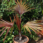 Palm Tree Live Plant, Fully Rooted in 3 Gallon Pot, Rare Tropical Plant Live for Indoor or Outdoor Growing, Rare Red