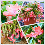 Christmas Cactus Plants Live, Flowering Thanksgiving Cactus with Vibrant Blooms, 4-7'' Tall, Easy-Care Indoor Houseplant (Salmon Blooms)