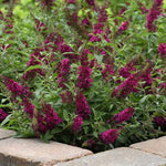 Pack 2 Butterfly Bushes Live Plant, Fragrant Buddleia Bush Shrub, 4 to 9 Inch Tall (Red Pink Blooms)