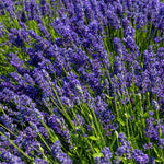 Pack 2 Lavender Live Plants 4-8 Inches, Hardy Fragrant Perennial Outdoor Herb Plant (Provence Lavender)