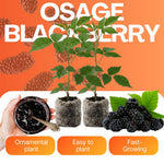 Pack 2 Thornless BlackBerry Plants Live to Grow 4 to 8 Inch Tall, BlackBerry Bush Live Plant, Sweet Blackberries Fruit Tree Indoor Outdoor (Osage BlackBerry)
