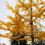 Set of 2 Ginkgo Plants Live Bare Roots, 6-12 Inches Tall, Ginkgo Biloba Trees for Garden, Patio, or Indoor Decoration