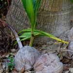 Live Coconut Tree Plant, Sprouted Yellow Coconut for Tropical Gardening, 6-8 Inch Tall for Outdoor Planting