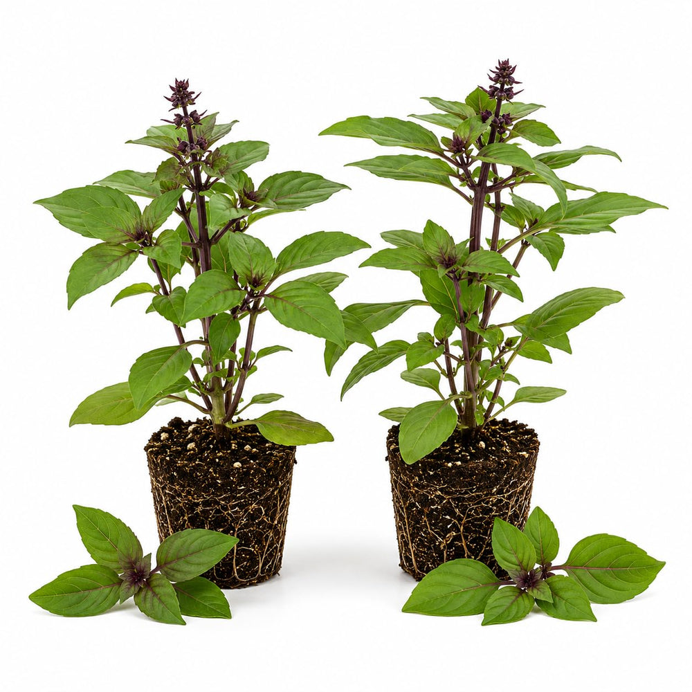 2 African Basil Plants 4–7" Tall, Live Herb Garden Plants for Patio, Containers and Backyard Landscaping