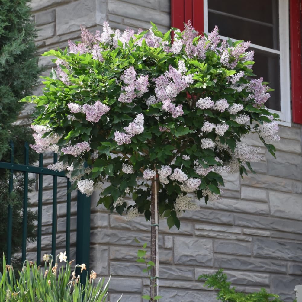 2 Pots Lilac Live Shrub Plant, Hardy Fragrant Flowering Bush for Outdoor Planting, 6-12 Inch Tall (Lavender)