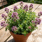 Set 3 Live Oregano Plant 4-6 Inches Tall, Oregano Herb for Gardening, Easy Care, Fast Growing