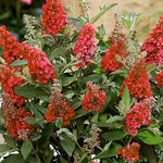 2 Butterfly Bush Live Plants, Red Buddleia Shrubs, 5–9 Inch Tall, Fragrant Flowering Shrubs, No Pot