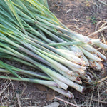 3 Lemon Grass Live Plant, Lemongrass Plants for Outside Planting 4 to 6 Inc Tall