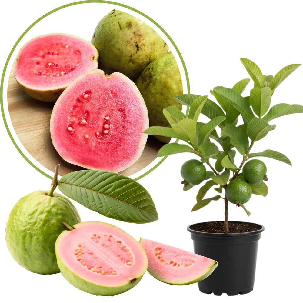 Pink Guava Tree Live Plant, 12-16 Inches Tall in Half Gallon Pot, Tropical Fruit Tree, Cold Hardy, Zones 9-11