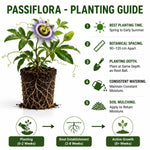 Maypop Incarnata Passiflora Plant 4–7", Vibrant Passion Flower Vine for Patio, Garden and Containers, Hardy Outdoor Plants