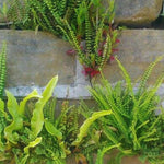 20 Maidenhair Fern Rhizomes for Planting, Fern Live Plants from 4 to 6 Inc Tall