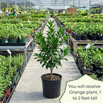 Orange Tree Live Plant, Early Season Orange Tree, Well Rooted, 1-2 Feet Tall, Sweet Citrus Trees for Containers, Pot and Outdoor Garden