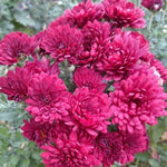 Chrysanthemum Plants Live 4 to 7 Inch Tall, Mums Live Plants, Vibrant Perennial Mum Plant for Planting in Garden (Purple)
